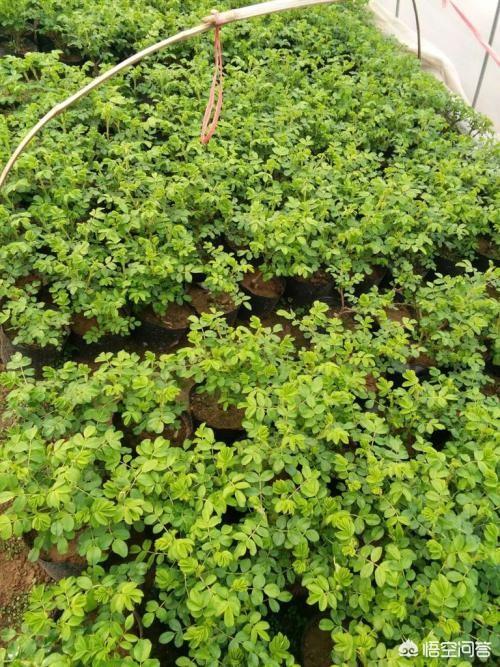 月季花的栽培和管理:月季花的栽培与管理 秋天播种的月季小苗怎么过冬和管理？
