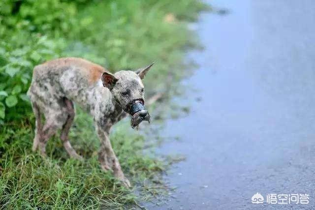 狗扑网:给狗狗撒开绳子后叫不回来怎么办？