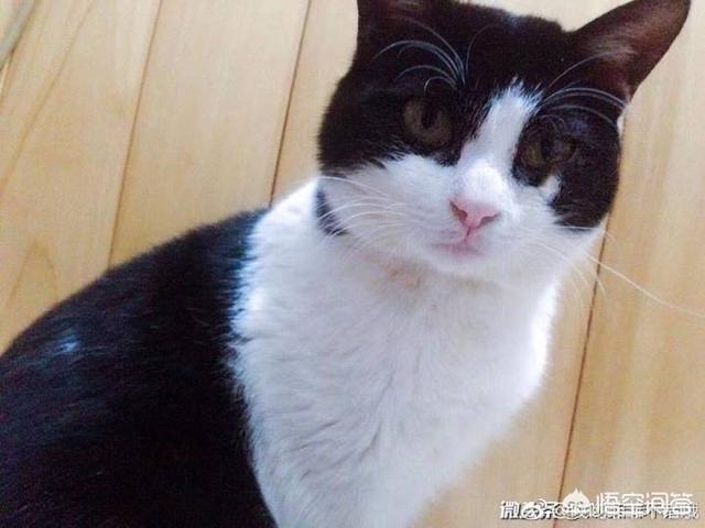 微信情侣头像小孩:用猫狗和孩子照片做微信头像的人是什么心理？