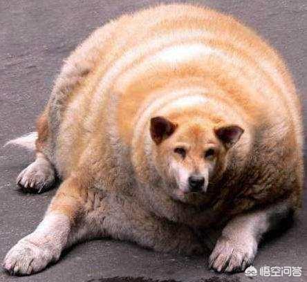 金毛狗脊内生菌:金毛胖会不会容易关节炎，金毛太胖会引起关节炎吗？