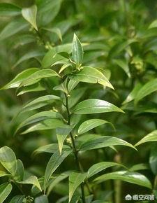 野生香水草的功效:农村山上常见的清香桂这种植物有何用途？有没有药用价值？