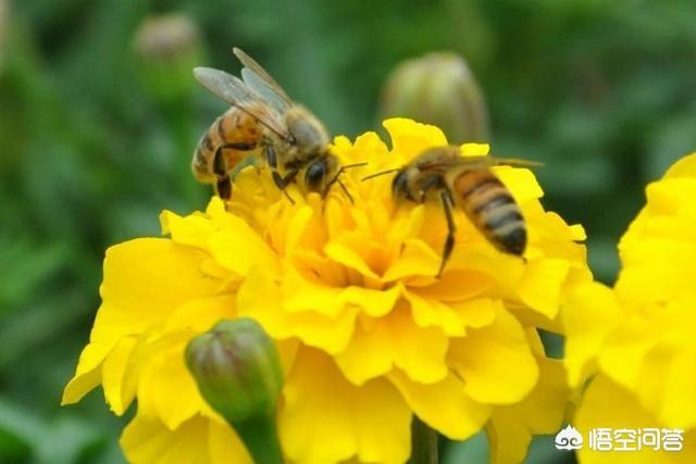 这种花对胃溃疡和消炎有帮助，蜂花粉的主要用途是什么菜花粉与茶花粉各有什么区别