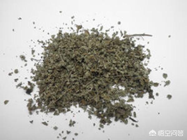 野生香水草的功效:农村常见的车前草能吃吗？还有啥用处？