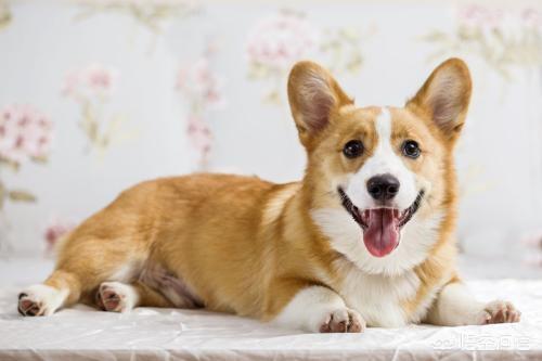 许昌柯基价格:小柯基犬的价格一般是多少钱？