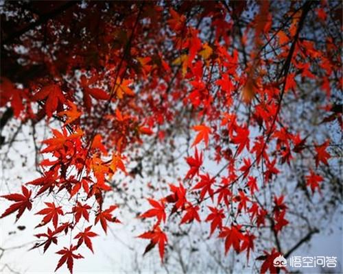 头条问答 红叶树有哪些种类呢 怎样种好红叶树 葡萄酒专业品鉴达人的回答 0赞