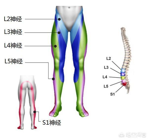 腿神经痛怎么治疗:大腿和小腿神经痛是怎么回事，该如何治疗？(小腿神经疼是怎么回事)