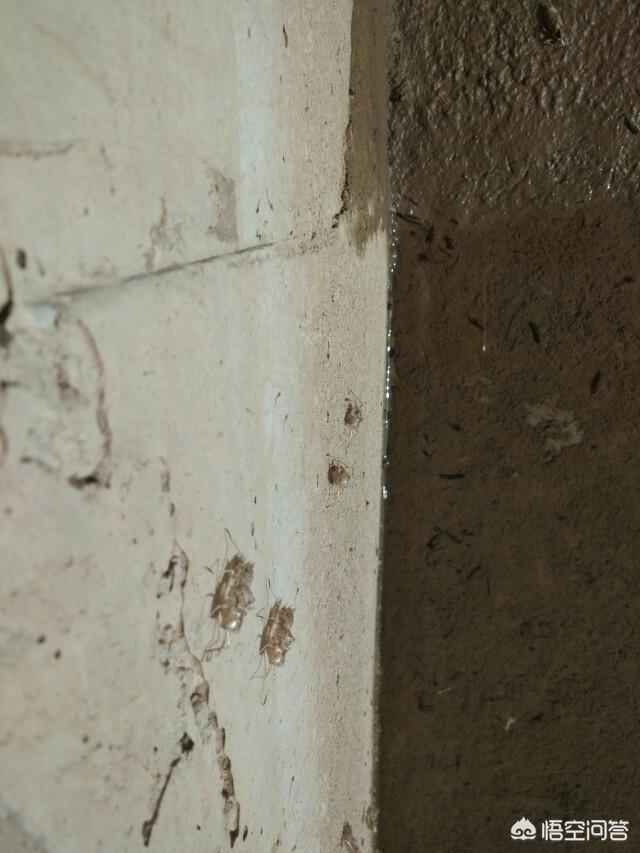 蜻蜓幼虫多少钱一斤:农村人会吃蜻蜒吗?有什么作用？