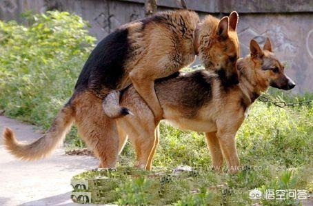 农村老话"正月不见鹰打鸟,二月不见狗连裆"什么意思?为什么这样说?