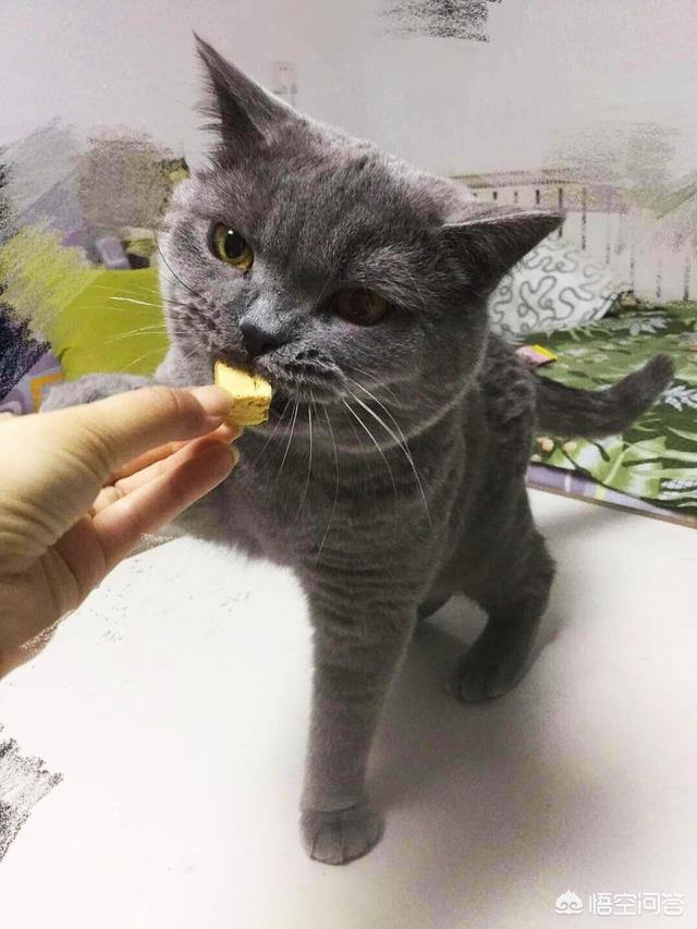 流浪狗和流浪猫好句子:疫情封城封期间，那些流浪猫狗有谁投食？ 流浪狗咬死流浪猫