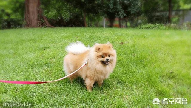 日本网红秋田犬俊介:日本网红犬俊介 话说网红俊介是英系博美还是美系博美还是哈多利球体博美U？