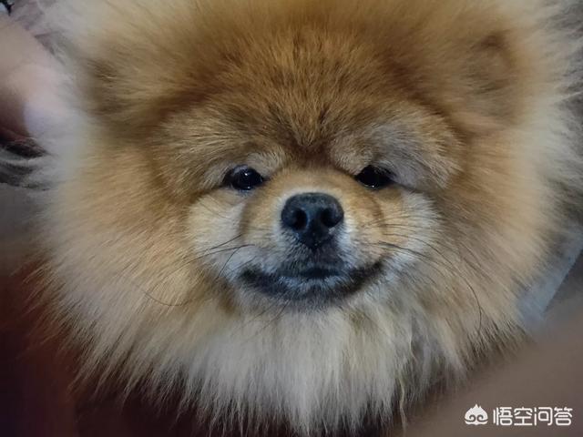 日本网红秋田犬俊介:日本网红犬俊介 话说网红俊介是英系博美还是美系博美还是哈多利球体博美U？