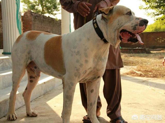 狗狗的生殖器一直外翻:狗狗生殖疾病 库达犬后腿外翻怎么治疗？