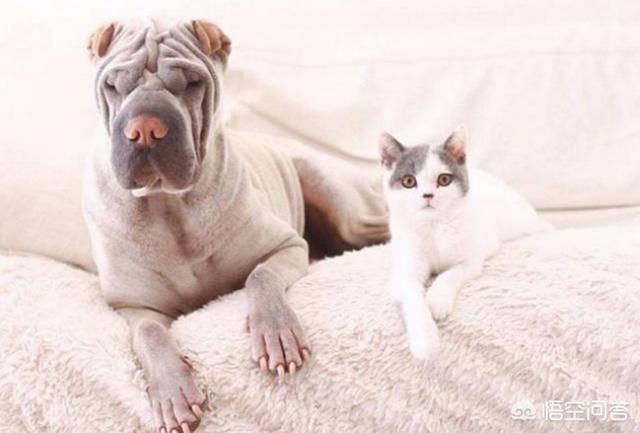 豹龟拉稀用什么益生菌好:猫狗拉肚子，吃妈咪爱与益生菌的效果一样吗？