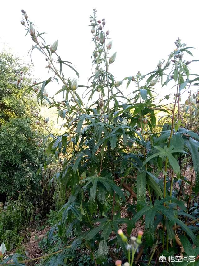 积雪草和黄蜀葵花的功效:黄蜀葵花的功效与作用 黄蜀葵花的药用价值与应用？