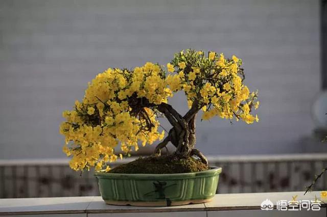 迎春花什么时候开花百度知道:你知道迎春花有什么特性，如何进行管理有什么技术？