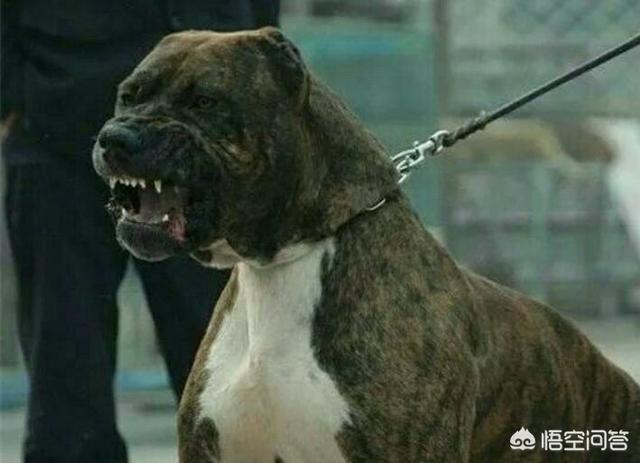 比特犬vs土佐斗犬:什么猛犬可以打败高加索犬？为什么？