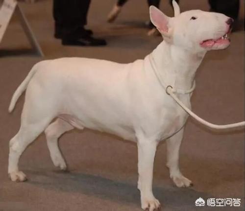 比特犬vs土佐斗犬:什么猛犬可以打败高加索犬？为什么？