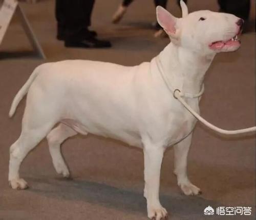 极度霸气斗狗视频大全2013:比特犬土佐犬纽波利顿谁厉害？