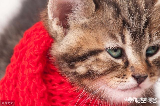 爪哇猫感冒发烧怎么办:猫咪感冒怎么办？猫咪一直舔鼻子打喷嚏？