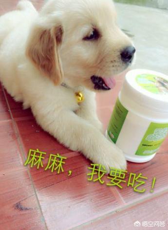 金毛犬的喂养:金毛喝羊奶粉，要喝到多大？
