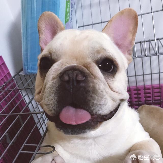 法国斗牛犬价格:法牛的缺点是什么？为什么最好别养？ 法国斗牛犬价格