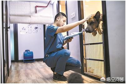 宠物外科手术视料:做职业兽医是怎样一种体验？ 宠物外科手术教学视频