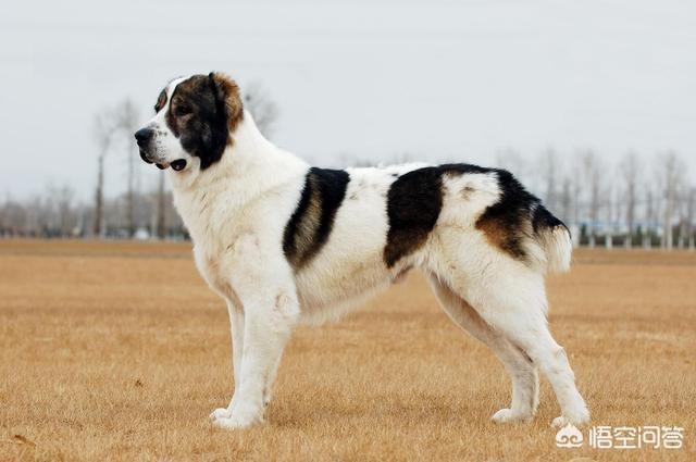 鬼獒pk藏獒视频:我国的藏獒打的过中亚牧羊犬吗？为什么？