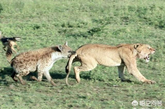 世界猛犬视频:两只体型最大的高加索可以打得过一只非洲鬣狗吗？为什么？