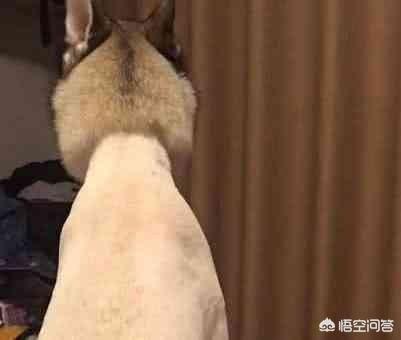 为什么今年IG的夺冠了,好多人剃光头？