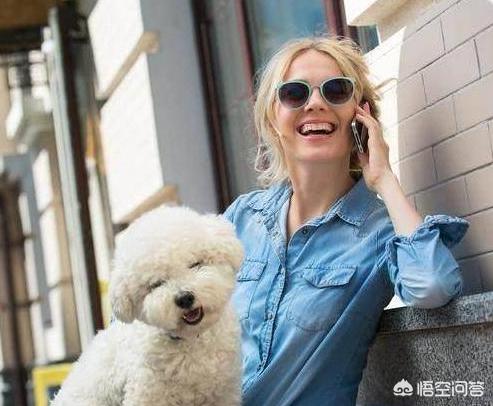 话说有人记得比高犬吗总觉得他是恭子最后知...:怎么可以判断比熊犬对主人的爱的深浅程度？