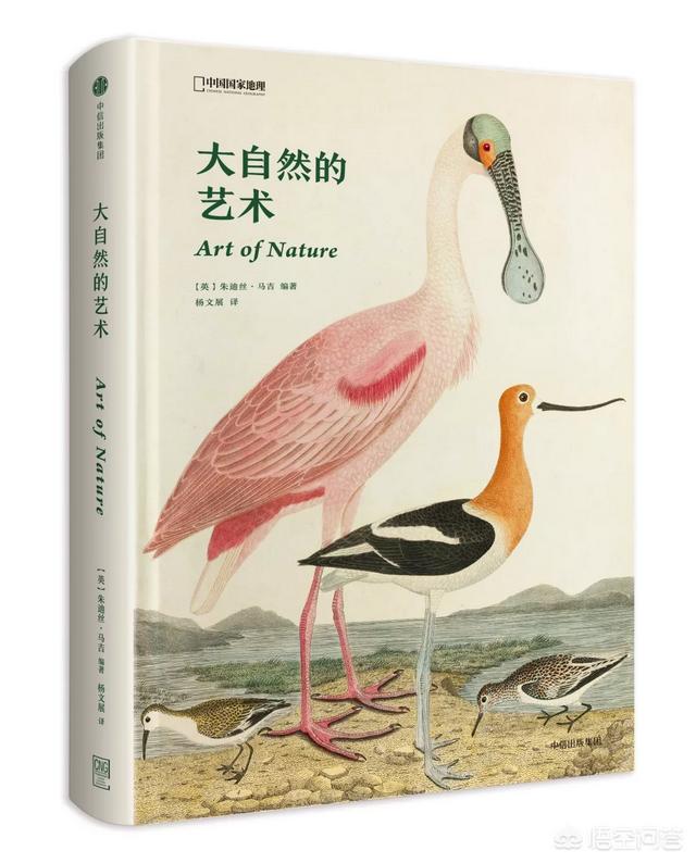 肉垂麦鸡学名:最大的老鹰与老虎战斗，会怎么样？