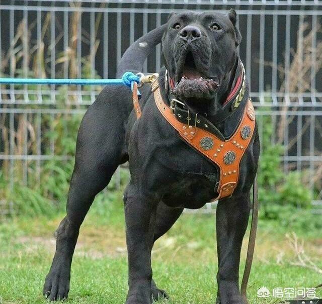 加纳利犬电影:有没有关于狗狗和人类的感人电影？