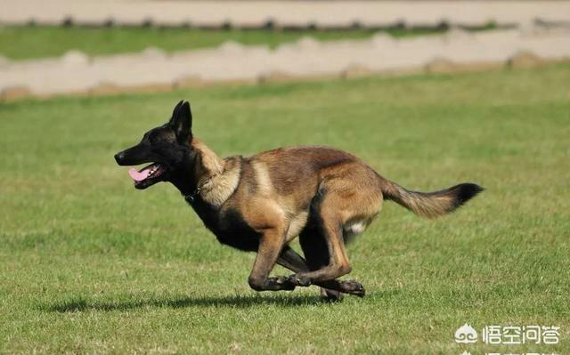 小昆明军犬图片:狼青，昆明犬，马犬还有德牧性格如何？