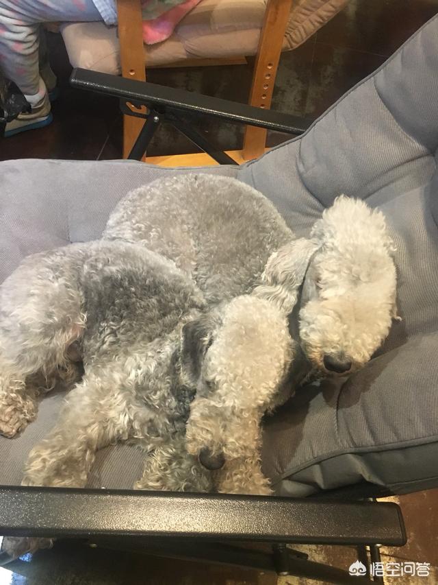 大型贝吉格里芬凡丁犬:世界上最珍稀的犬种有哪些？为什么？ 迷你贝吉格里芬凡丁犬