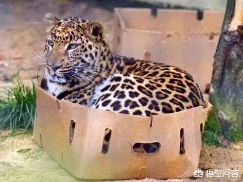 为什么猫咪能像液体一样缩在小盒子里:为啥猫咪像液体一样能缩在盒子里 猫养在纸箱子里，然后把猫粮和猫砂放在纸箱里面，这样可以不？