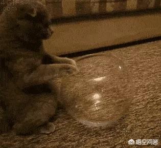为什么猫咪能像液体一样缩在小盒子里:为啥猫咪像液体一样能缩在盒子里 猫养在纸箱子里，然后把猫粮和猫砂放在纸箱里面，这样可以不？