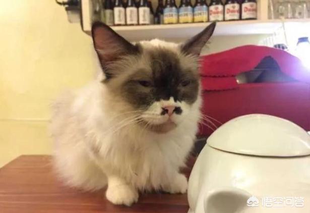 哈尔滨布偶猫价格多少钱一只:养一对布偶猫每月大约要花多少钱？