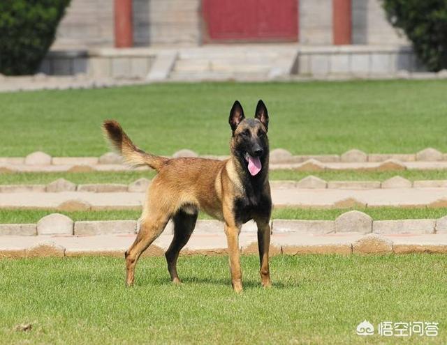 卡斯罗罗威纳是最好的护卫犬:在乡下城郊，有哪些优秀的猛犬可以推荐养？