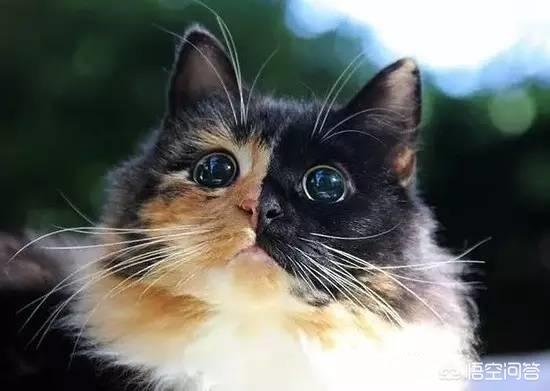 野猫的城市:城市里的流浪猫靠什么生存？