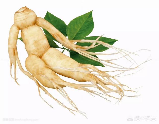 头条问答 人参的功效和副作用分别是什么 优动减脂的回答 0赞