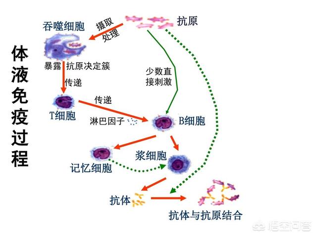 治疗风湿最好的方法,如何有效治疗风湿性关节炎啊？