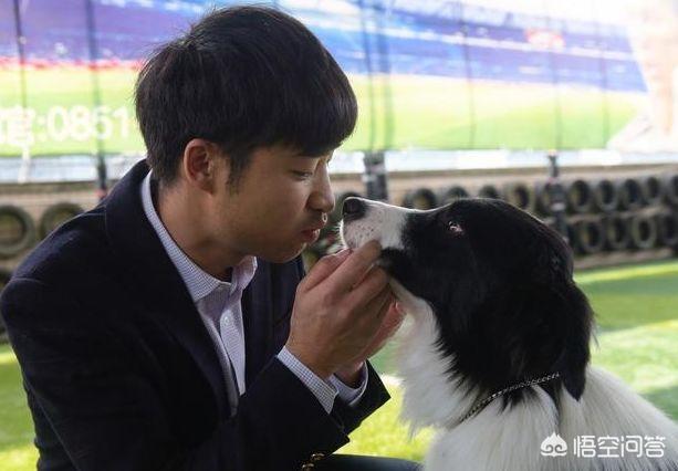 边境牧羊犬的性格特点是什么:边境牧羊犬的哪些坏习惯是不能被人们所接受的？