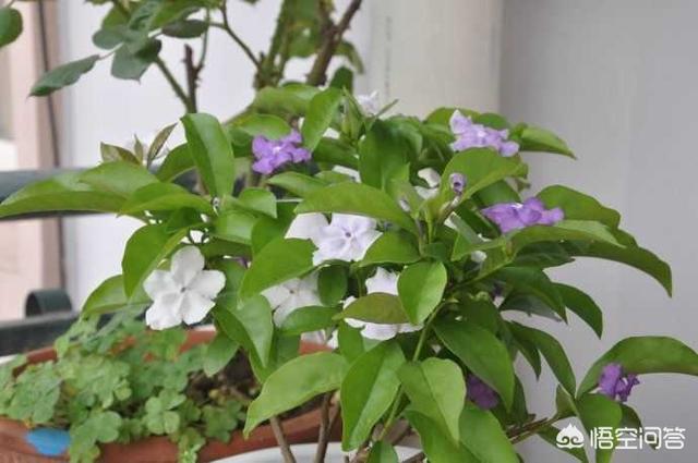 鸳鸯茉莉,茉莉花和双色茉莉哪个好养？