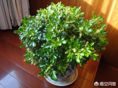 米兰花图片:米兰花叶病害是怎么回事？