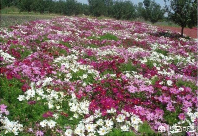 波斯菊图片:买花送了一袋波斯菊花子，该什么时间种植比较好？该怎么养护？