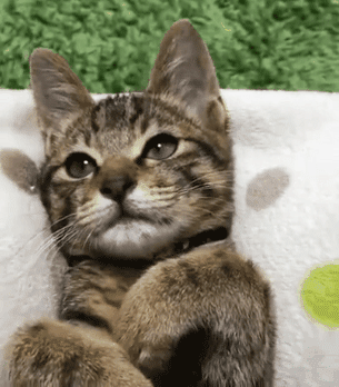 跛行回家是什么意思:我家的猪后腿发软跛行是什么病？