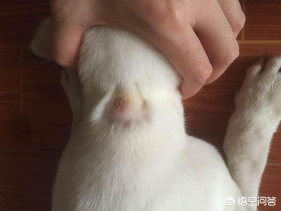 狗狗打针起包了怎么办:给狗狗打针起了包是没有扎进去吗？