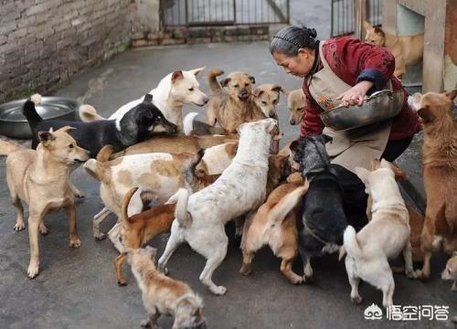 北京大妈收养400只流浪狗:老人为了行善，卖房子救助小动物，你支持吗？