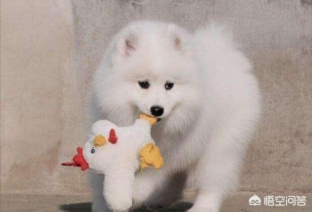 纯种西摩犬:萨摩耶几个月才可以长成大狗？