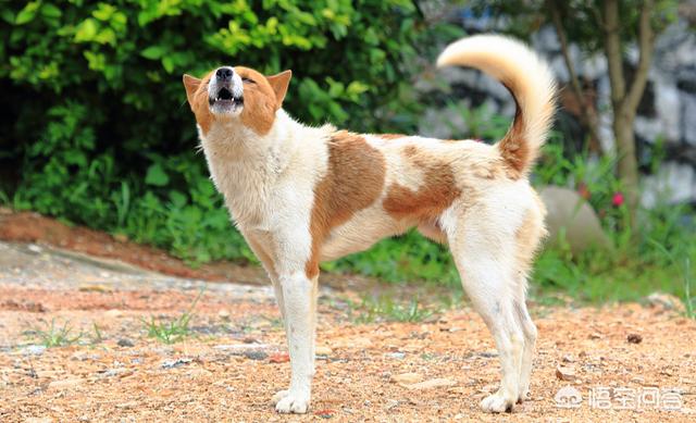 纯种中华犬大黄狗:成都把中华田园犬列为22种禁养犬之一，你怎么看？